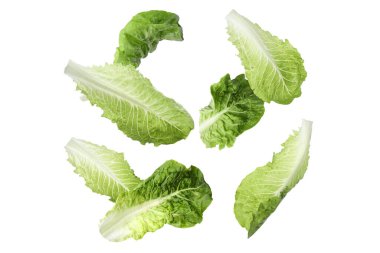 Beyaz arka plana düşen taze marul yaprakları.