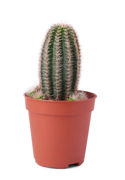Vacker Grön Kaktus Kruka Isolerad Vitt Tropiska Växter — Stockfoto
