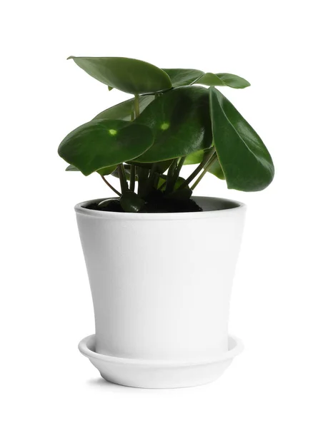 Pot Met Peperomia Plant Geïsoleerd Wit Home Decor — Stockfoto