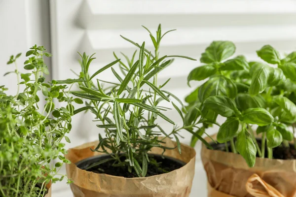Different Aromatic Potted Herbs Windowsill Indoors Closeup — Stockfoto