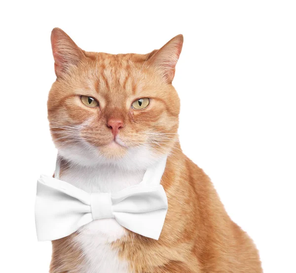 Cute Cat Bow Tie Isolated White — Stock Photo, Image
