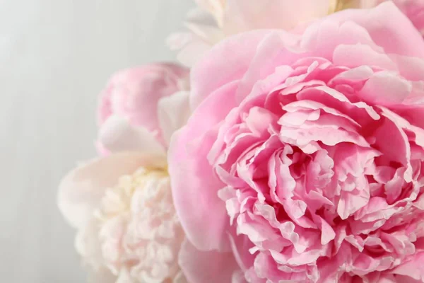 Красиві Квіти Півонії Світлому Фоні Крупним Планом — стокове фото