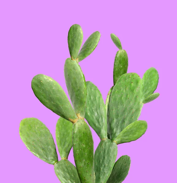 Schöne Grüne Kakteenpflanze Auf Violettem Hintergrund — Stockfoto