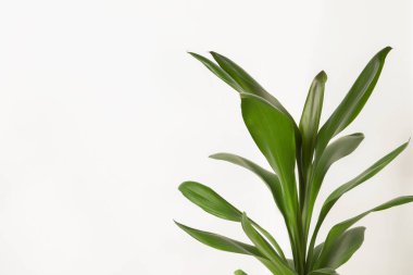 Beyaz duvarın yanındaki güzel dracaena bitkisi, mesaj için yer. Ev dekorasyonu