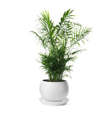 Güzel Ravenea Rivularis bitkisi tencerede, beyazda izole edilmiş. Ev dekorasyonu