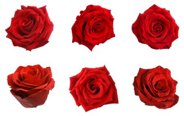 Beyaz üzerine izole kırmızı gül tomurcukları ile set