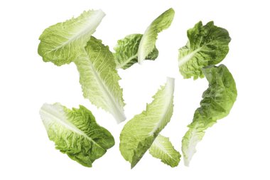 Beyaz arka plana düşen taze marul yaprakları.