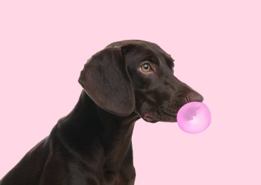 Alman Shorthair 'i pembe arka planda sakız baloncuğuyla Pointer köpeğini yayınladı