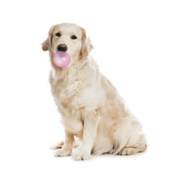 Beyaz arka planda sakız baloncuğu olan sevimli Golden Retriever köpeği