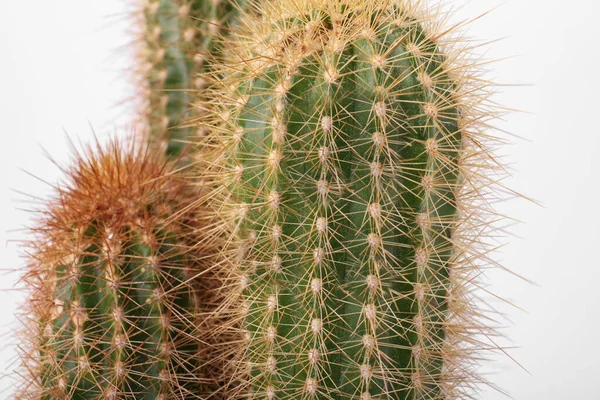 Vacker Grön Kaktus Vit Bakgrund Närbild Tropiska Växter — Stockfoto