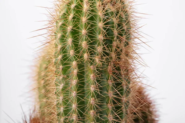 Vacker Grön Kaktus Vit Bakgrund Närbild Tropiska Växter — Stockfoto