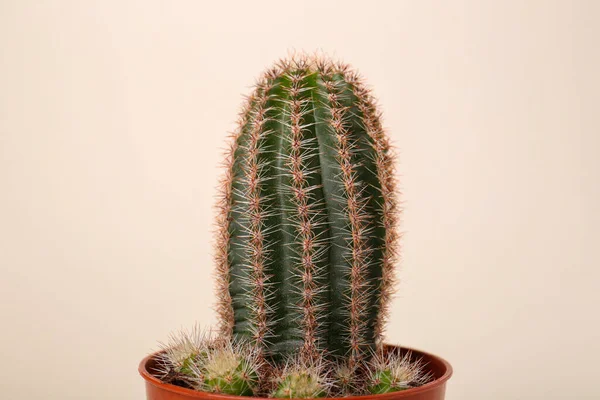 Prachtige Groene Cactus Pot Witte Achtergrond Tropische Planten — Stockfoto