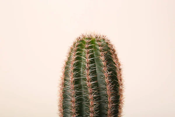 Hermoso Cactus Verde Sobre Fondo Blanco Primer Plano Planta Tropical —  Fotos de Stock