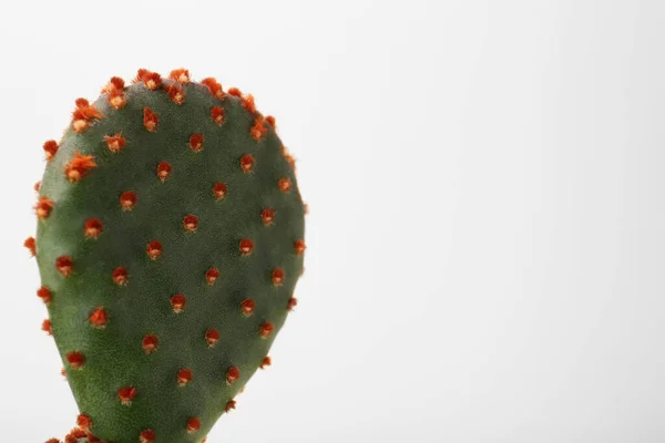 Gyönyörű Zöld Opuntia Kaktusz Fehér Háttér Közelkép Szöveg Helye — Stock Fotó