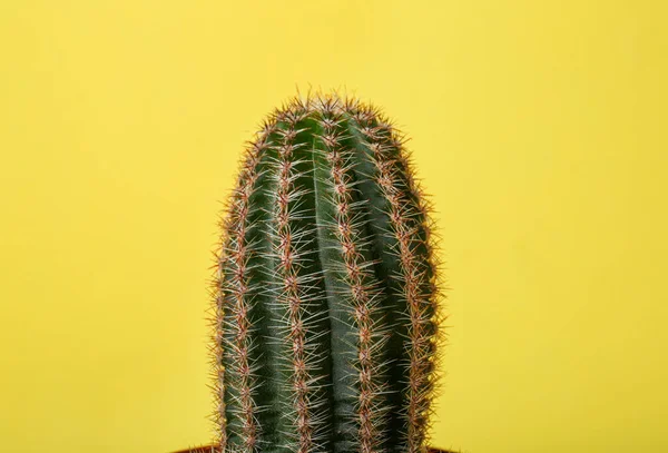 黄色の背景に美しい緑のサボテン クローズアップ 熱帯植物 — ストック写真