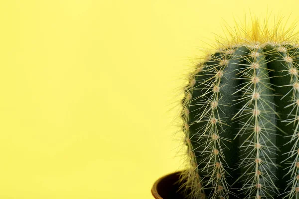 Gyönyörű Zöld Kaktusz Sárga Háttérrel Közelkép Szöveggel Trópusi Üzem — Stock Fotó