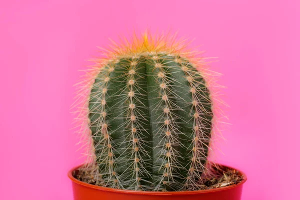 Gyönyörű Zöld Kaktuszban Rózsaszín Háttér Közelkép Trópusi Üzem — Stock Fotó