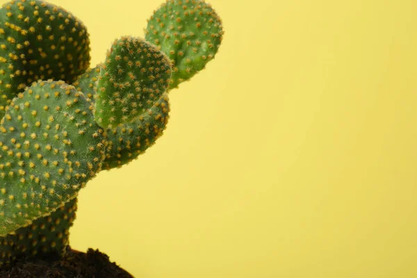 Hermoso Cactus Verde Opuntia Sobre Fondo Amarillo Primer Plano Espacio —  Fotos de Stock