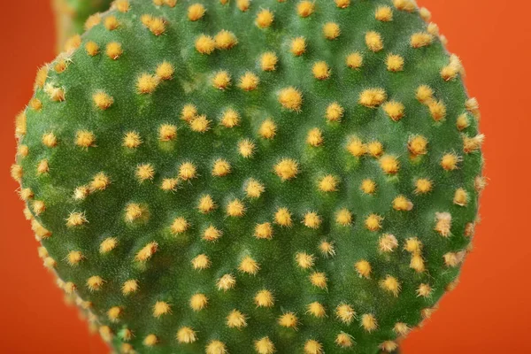 Piękny Zielony Kaktus Opuntia Pomarańczowym Tle Zbliżenie — Zdjęcie stockowe