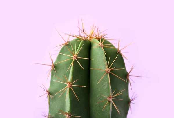 Schöner Grüner Kaktus Auf Violettem Hintergrund Nahaufnahme Tropische Pflanze — Stockfoto