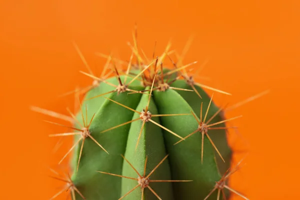 Piękny Zielony Kaktus Pomarańczowym Tle Zbliżenie Roślina Tropikalna — Zdjęcie stockowe