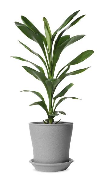 Prachtige Dracaena Plant Pot Witte Achtergrond Huisinrichting — Stockfoto