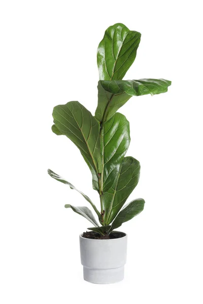 Schöne Ficus Pflanze Topf Auf Weißem Hintergrund Hausdekoration — Stockfoto
