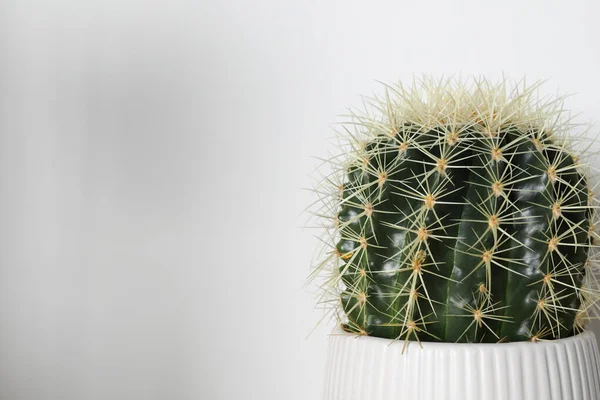 Beautiful Cactus Pot White Background Space Text House Decor — Stock Photo, Image