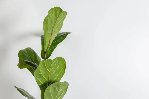 Hermosa Planta Ficus Sobre Fondo Blanco Espacio Para Texto Decoración — Foto de Stock