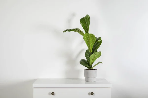 Indah Ficus Tanaman Dalam Pot Dada Putih Laci Dalam Ruangan — Stok Foto
