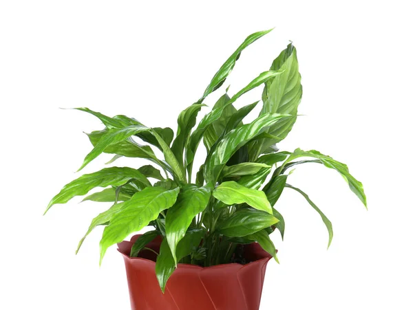 Растение Спатифиллум Зелеными Листьями Выделенными Белом — стоковое фото
