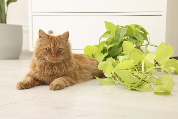 Adorable Gato Cerca Verde Houseplant Suelo Casa — Foto de Stock