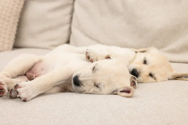 Cute Little Puppies Sleeping Beige Sofa — Stock Photo, Image