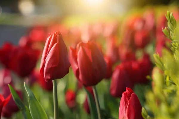 Piękne Czerwone Tulipany Rosnące Zewnątrz Słoneczny Dzień Zbliżenie — Zdjęcie stockowe