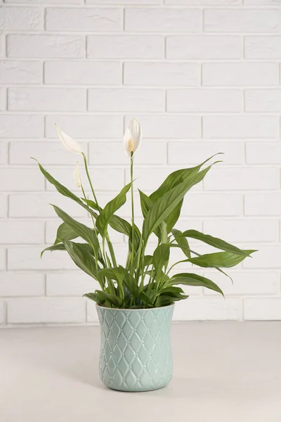 Magnifique Spathiphyllum Sur Table Gris Clair Contre Mur Briques Blanches — Photo