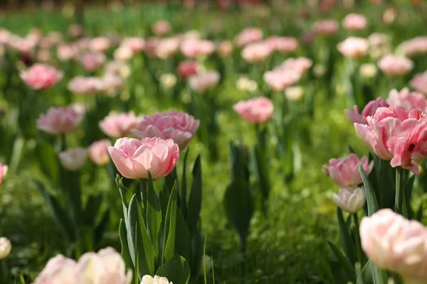 Mooie Roze Tulpen Groeien Buiten Zonnige Dag — Stockfoto