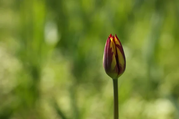 Stock image Beautiful bright tulip growing outdoors, closeup. Space for text