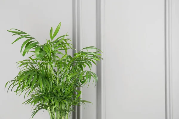 Groene Chamaedorea Palm Bij Witte Muur Ruimte Voor Tekst Prachtige — Stockfoto