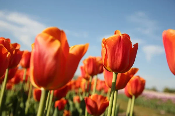 Piękne Czerwone Kwiaty Tulipan Rośnie Polu Słoneczny Dzień Selektywne Skupienie — Zdjęcie stockowe