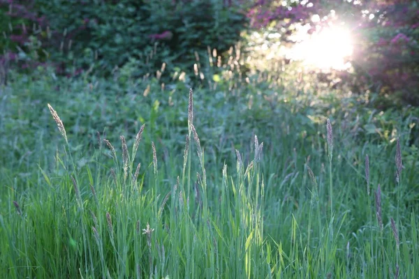 Schöne Aussicht Auf Grünes Gras Park — Stockfoto