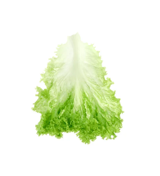 一片绿色的莴苣叶子在白色上隔离开来 沙律蔬菜 — 图库照片