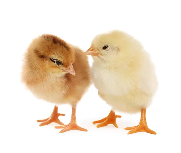 Два Милых Пушистых Цыпленка Белом Фоне — стоковое фото