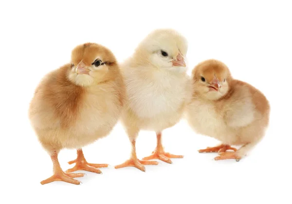 Три Милые Пушистые Цыплята Белом Фоне — стоковое фото