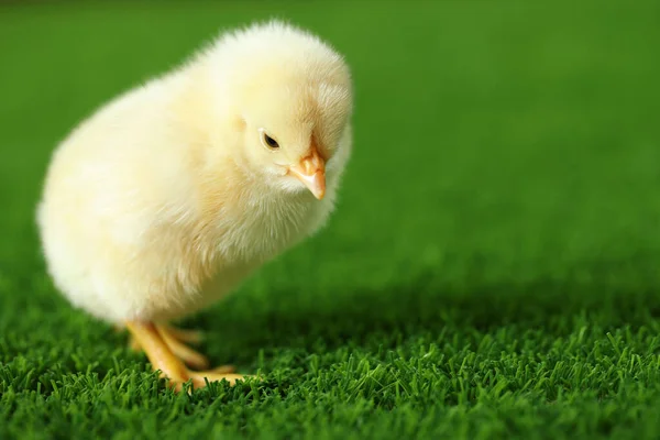 可爱的小鸡在户外的绿色人造草地上 特写与文字的空间 小动物 — 图库照片
