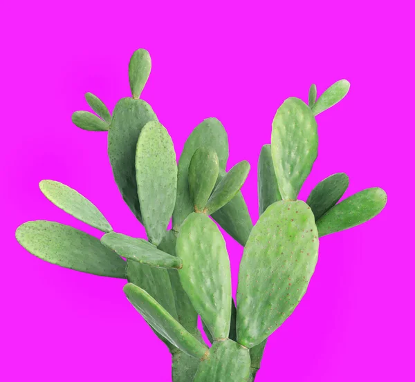 Όμορφο Πράσινο Φυτό Κάκτος Καυτό Ροζ Φόντο — Φωτογραφία Αρχείου