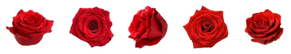 Set Con Boccioli Rosa Rossa Isolati Bianco — Foto Stock