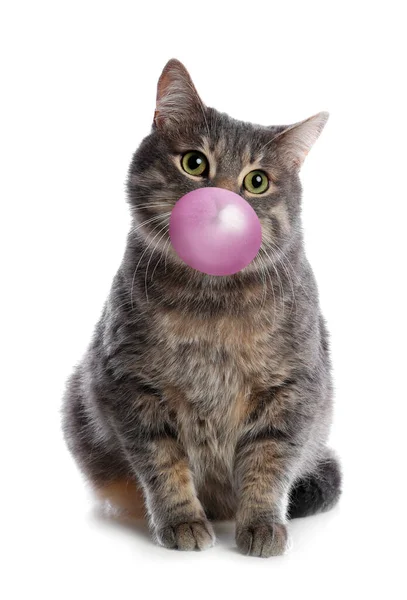 Cute Gray Tabby Cat Blowing Bubble Gum White Background — Stock Photo, Image