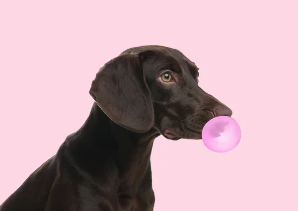 Duitse Kortharige Pointer Hond Met Zeepbel Van Kauwgom Roze Achtergrond — Stockfoto