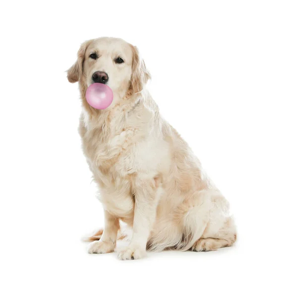 Leuke Golden Retriever Hond Met Belletje Kauwgom Witte Achtergrond — Stockfoto