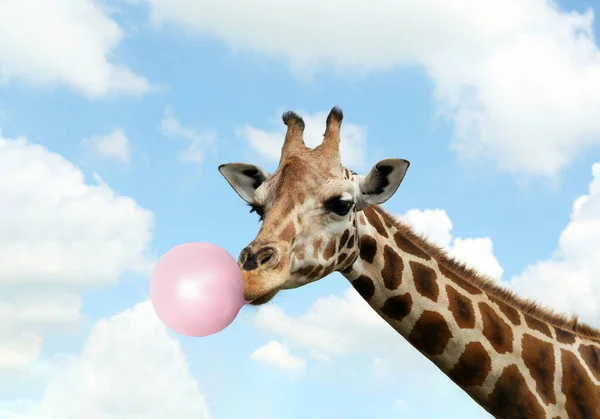 Beautiful African Giraffe Blowing Bubble Gum Sky — Stock Photo, Image
